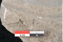 Foto (Detailansicht) von Plantae indet.  (NHMW-GEO-2024-0188-6700)